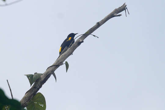 Image of Puerto Rican Oriole