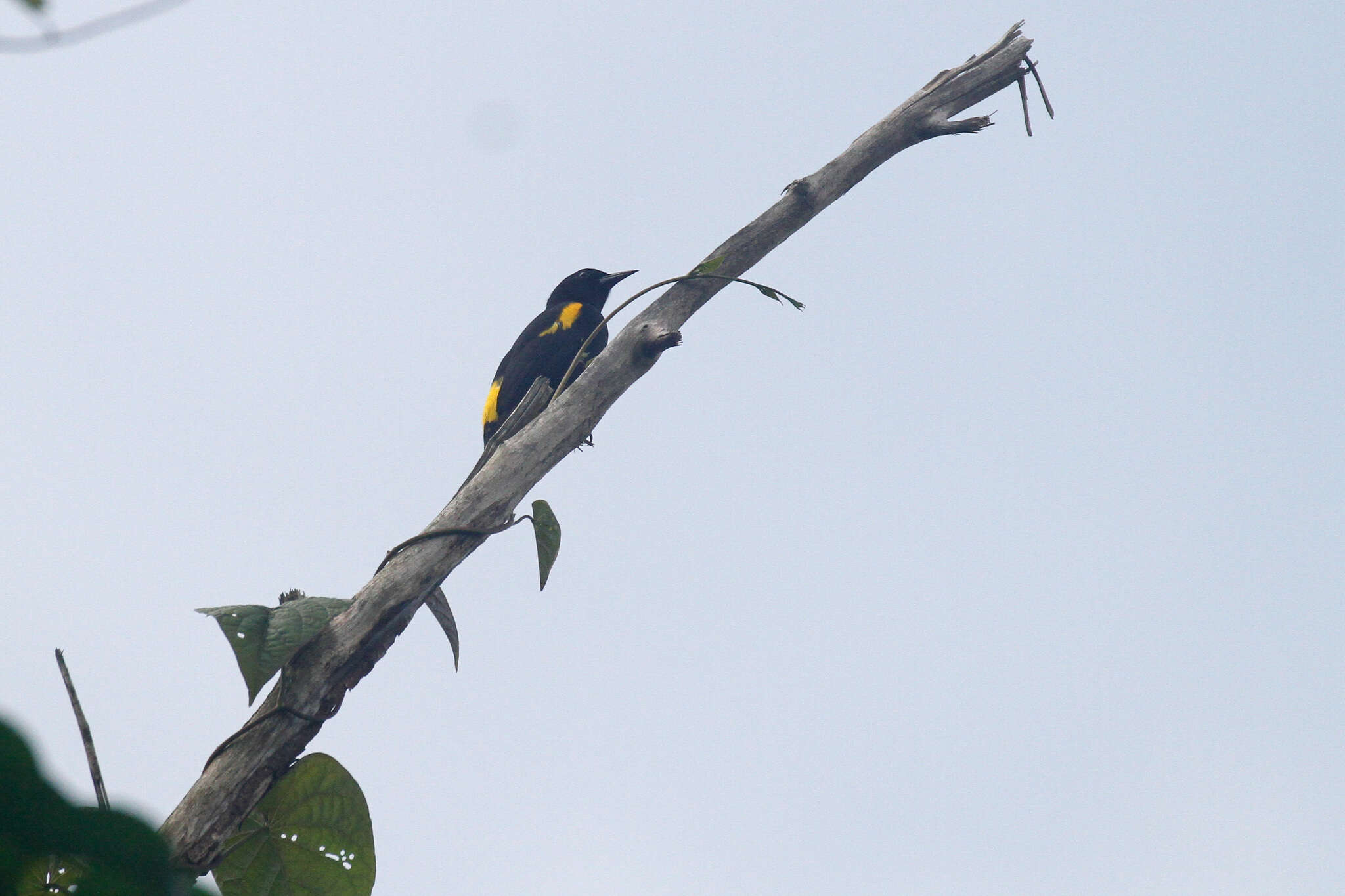 Image of Puerto Rican Oriole