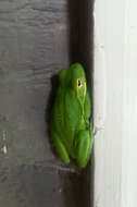 Image of American Green Treefrog