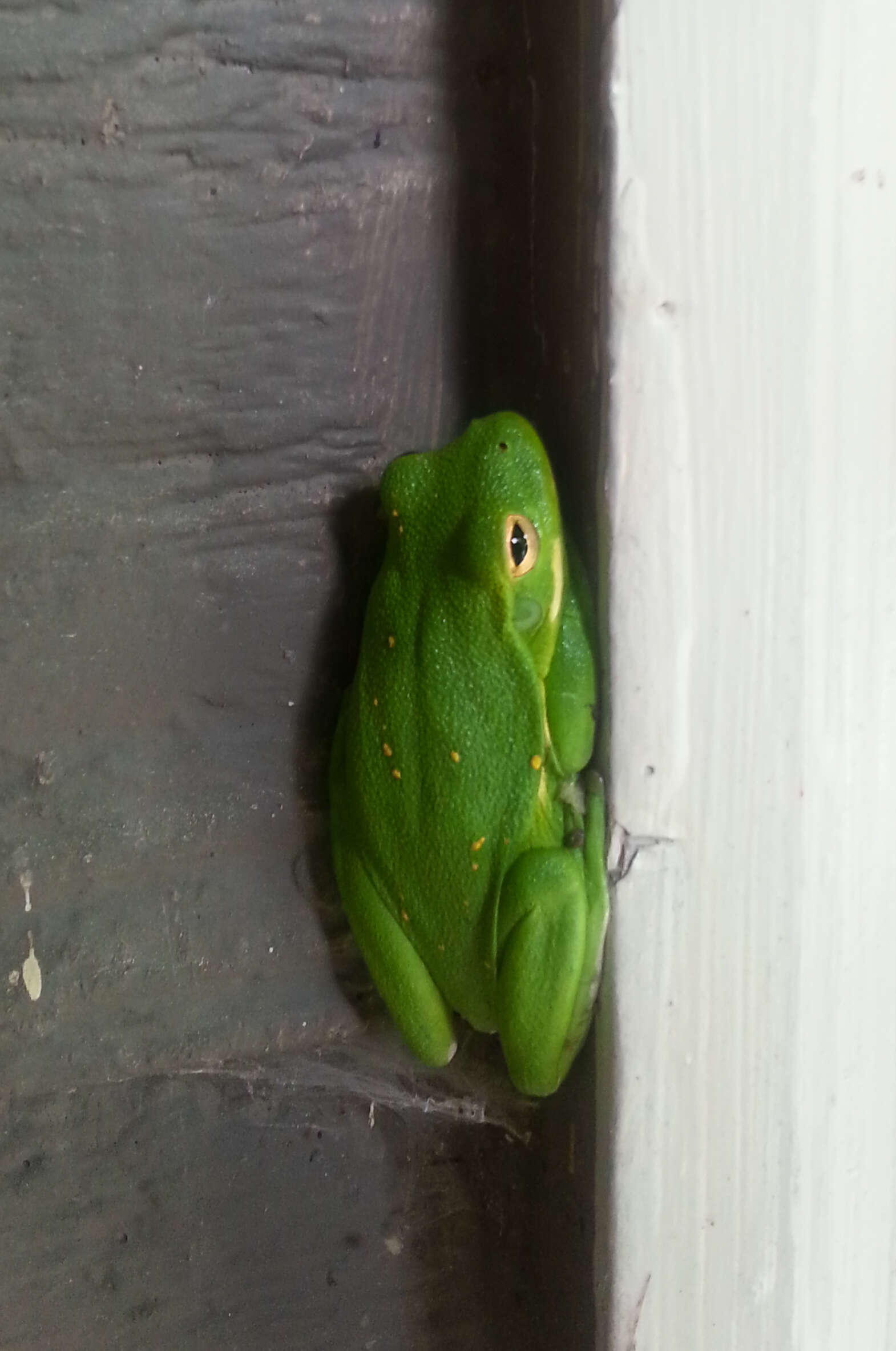 Image of American Green Treefrog