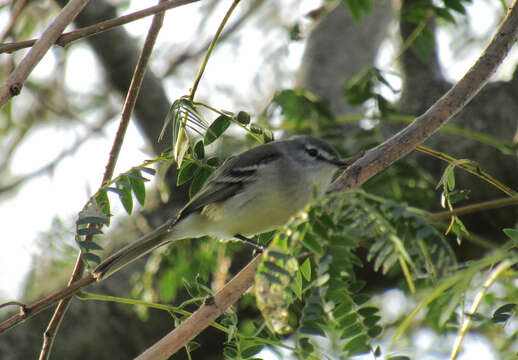 Image of White-crested Tyrannulet