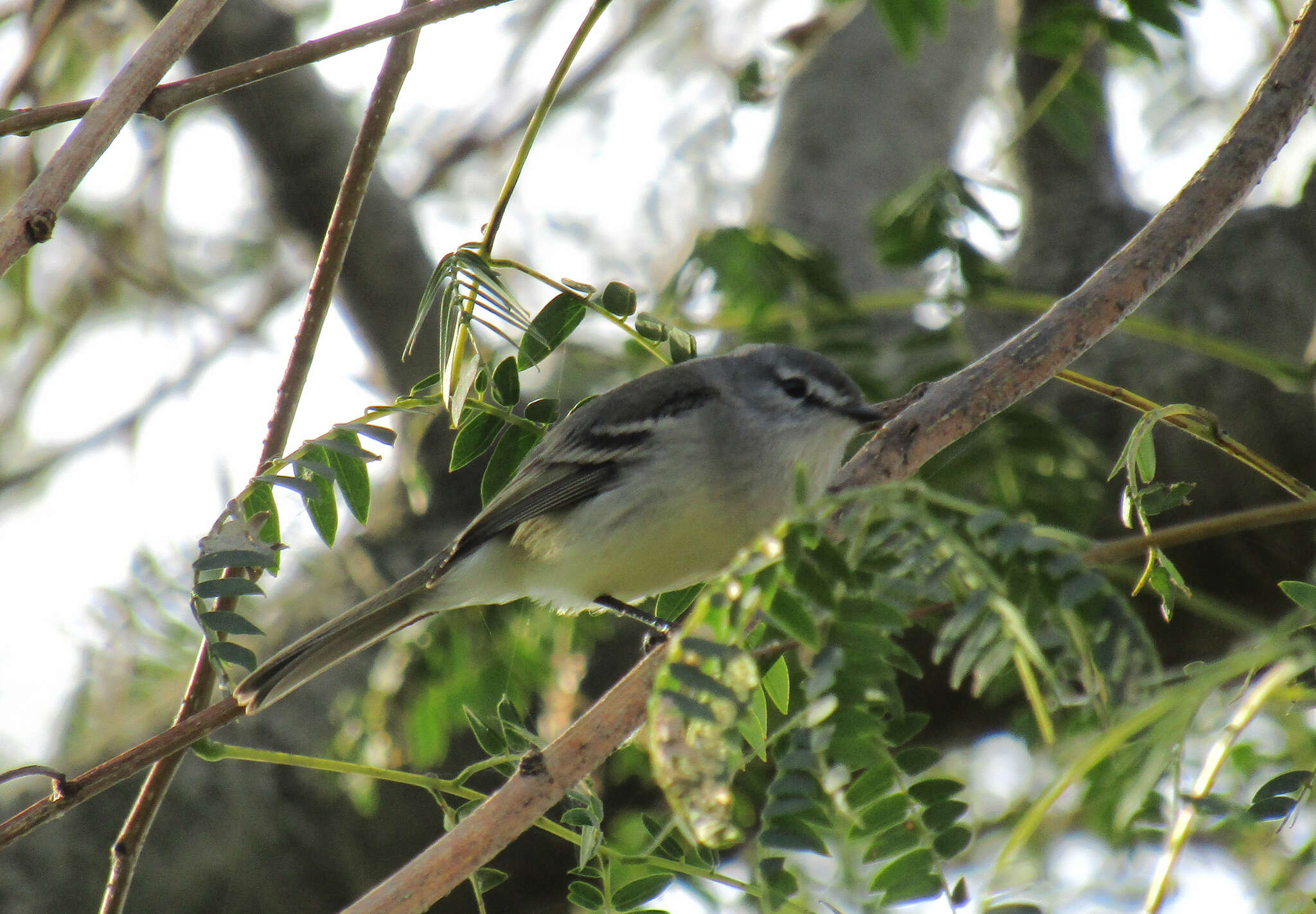 Image of White-crested Tyrannulet