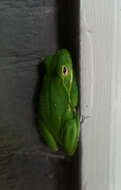 Image of American Green Treefrog