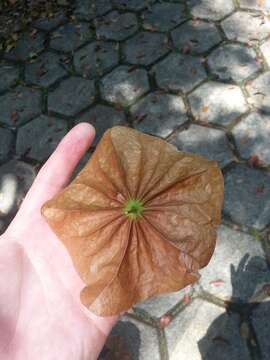 Слика од Chaunochiton