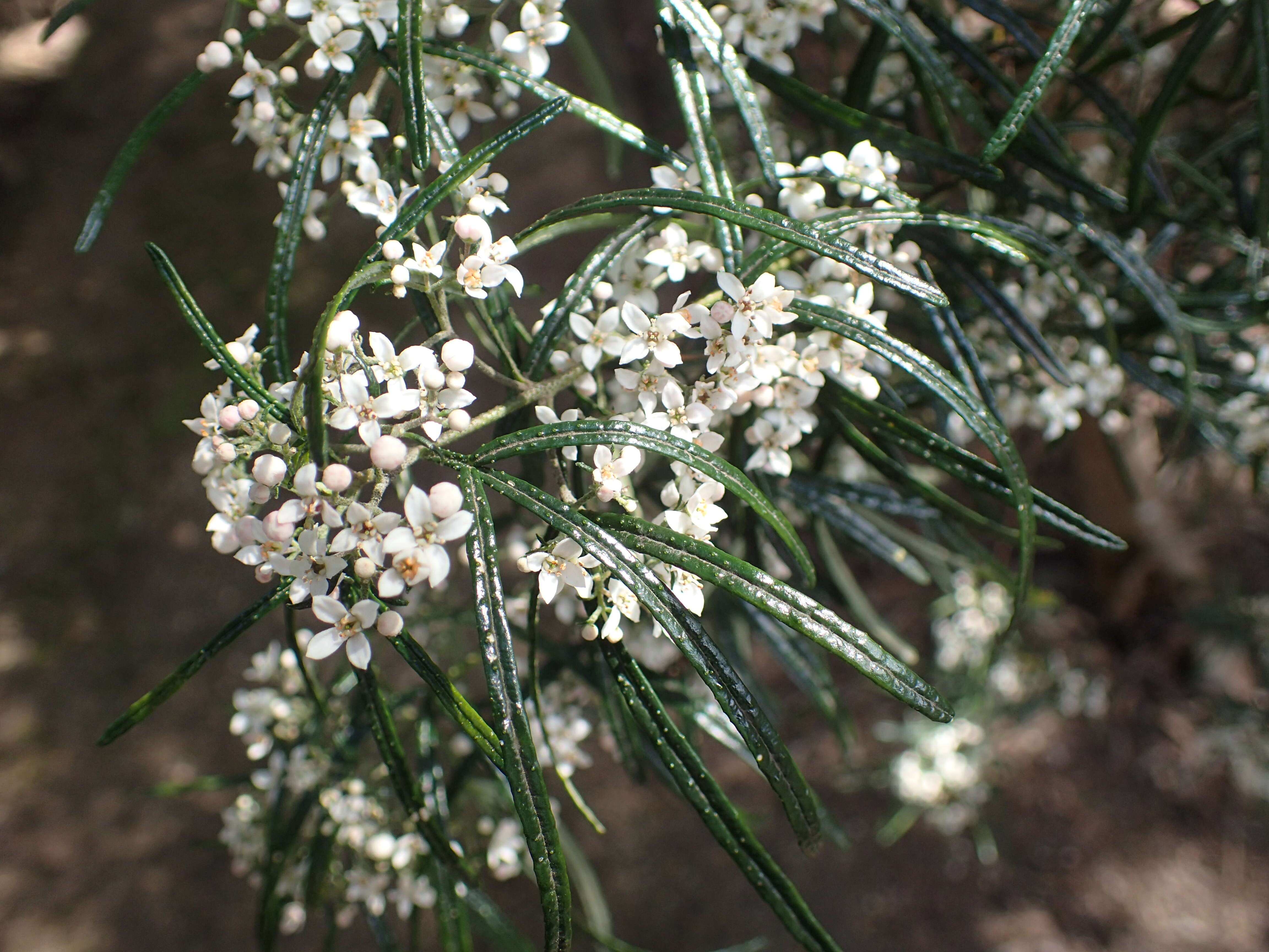 Image of Zieria granulata C. Moore ex Benth.