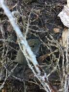 Image of Western Red-backed Vole