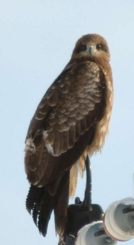 Image of Black Kite