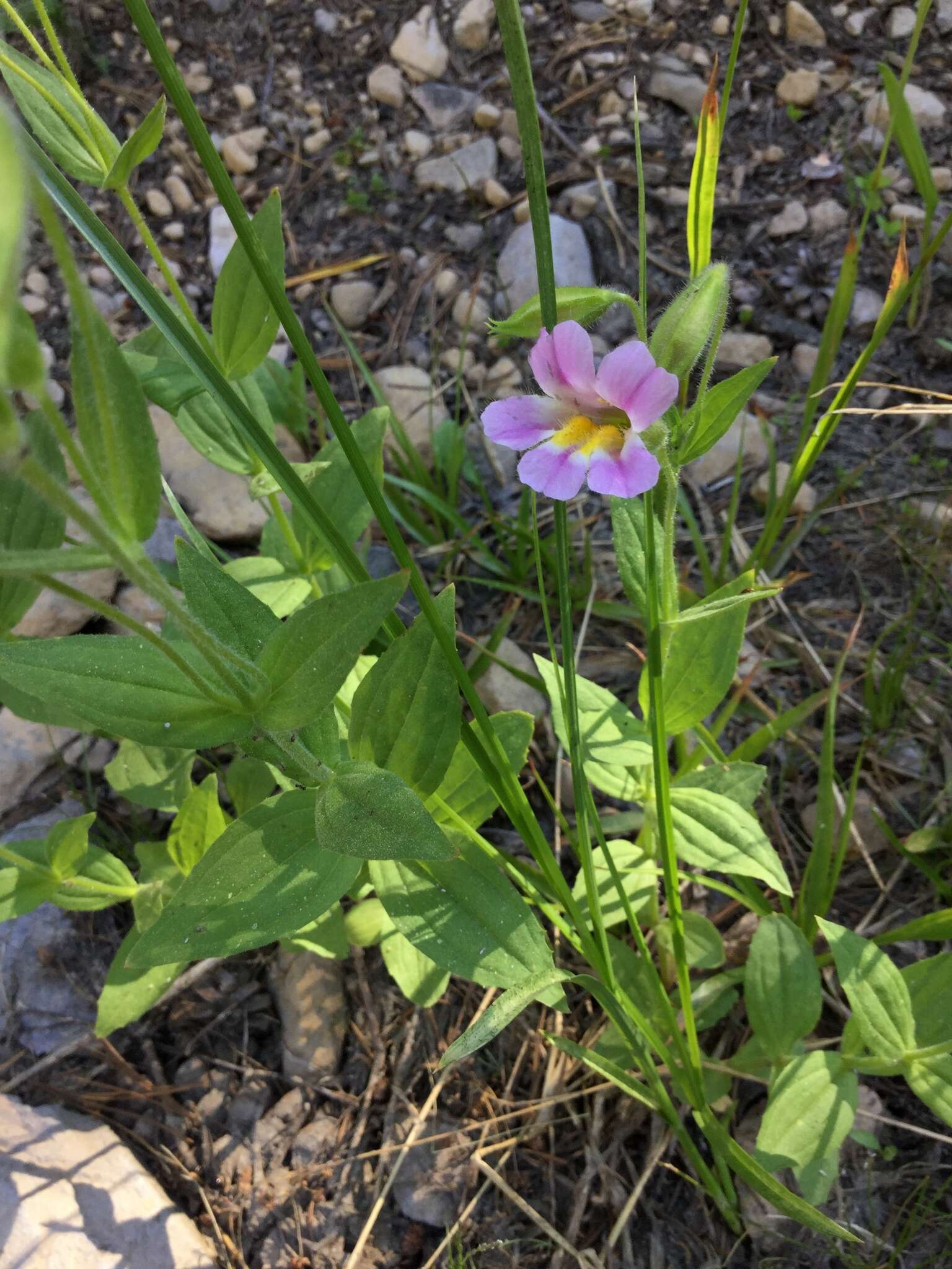 Image of Erythranthe erubescens G. L. Nesom