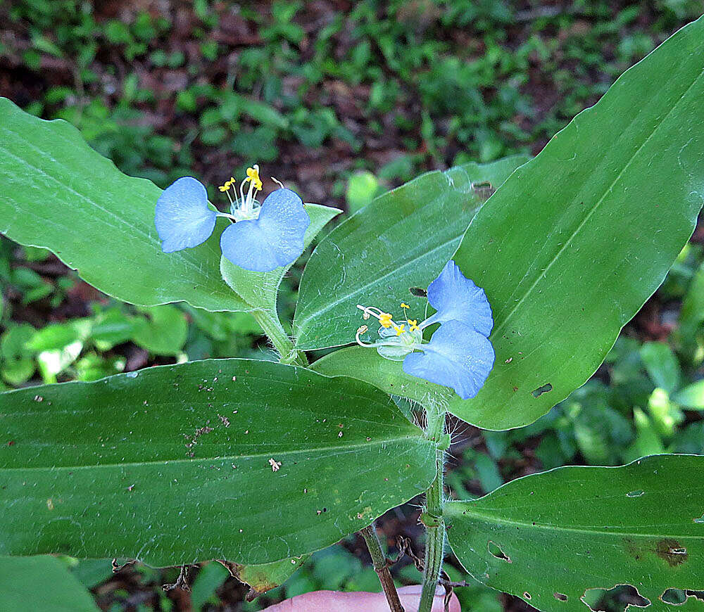 Image of Blousel Blommetjie