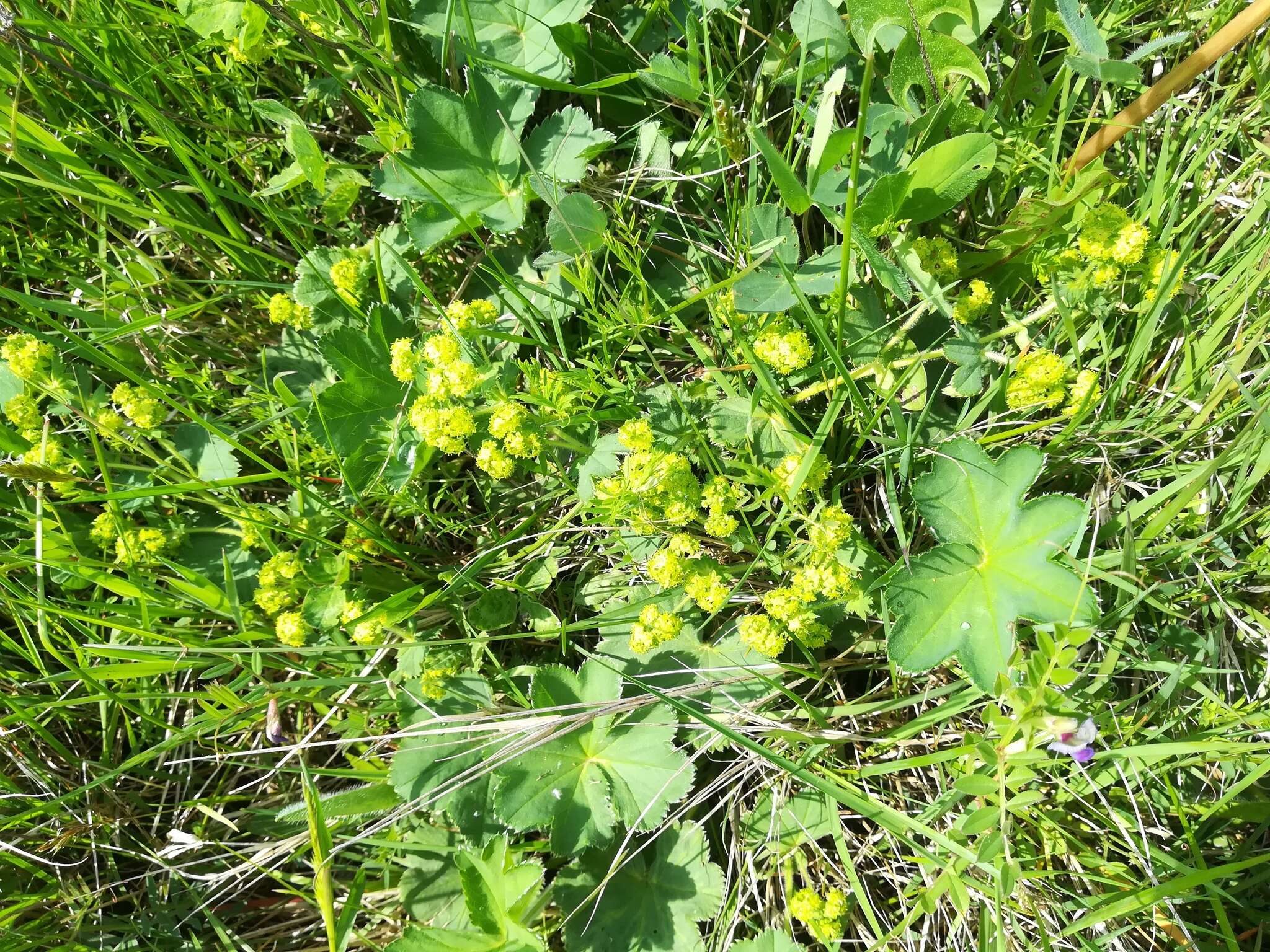 Image of Alchemilla plicata Buser