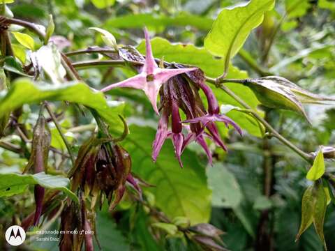 Image of Cestrum miradorense Francey