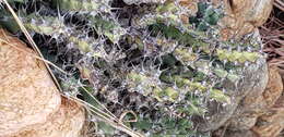 Image of Euphorbia schinzii Pax