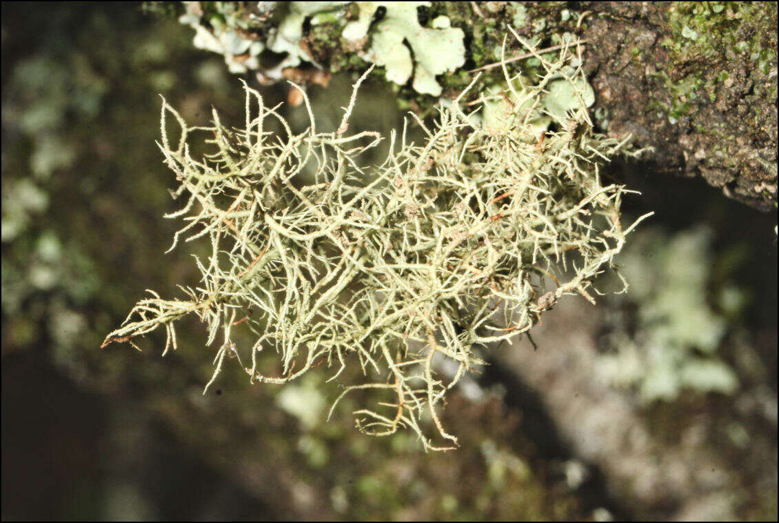 Image of Usnea inermis Motyka