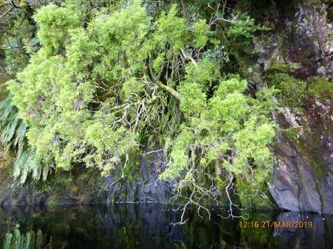 Image of Yellow Silver Pine