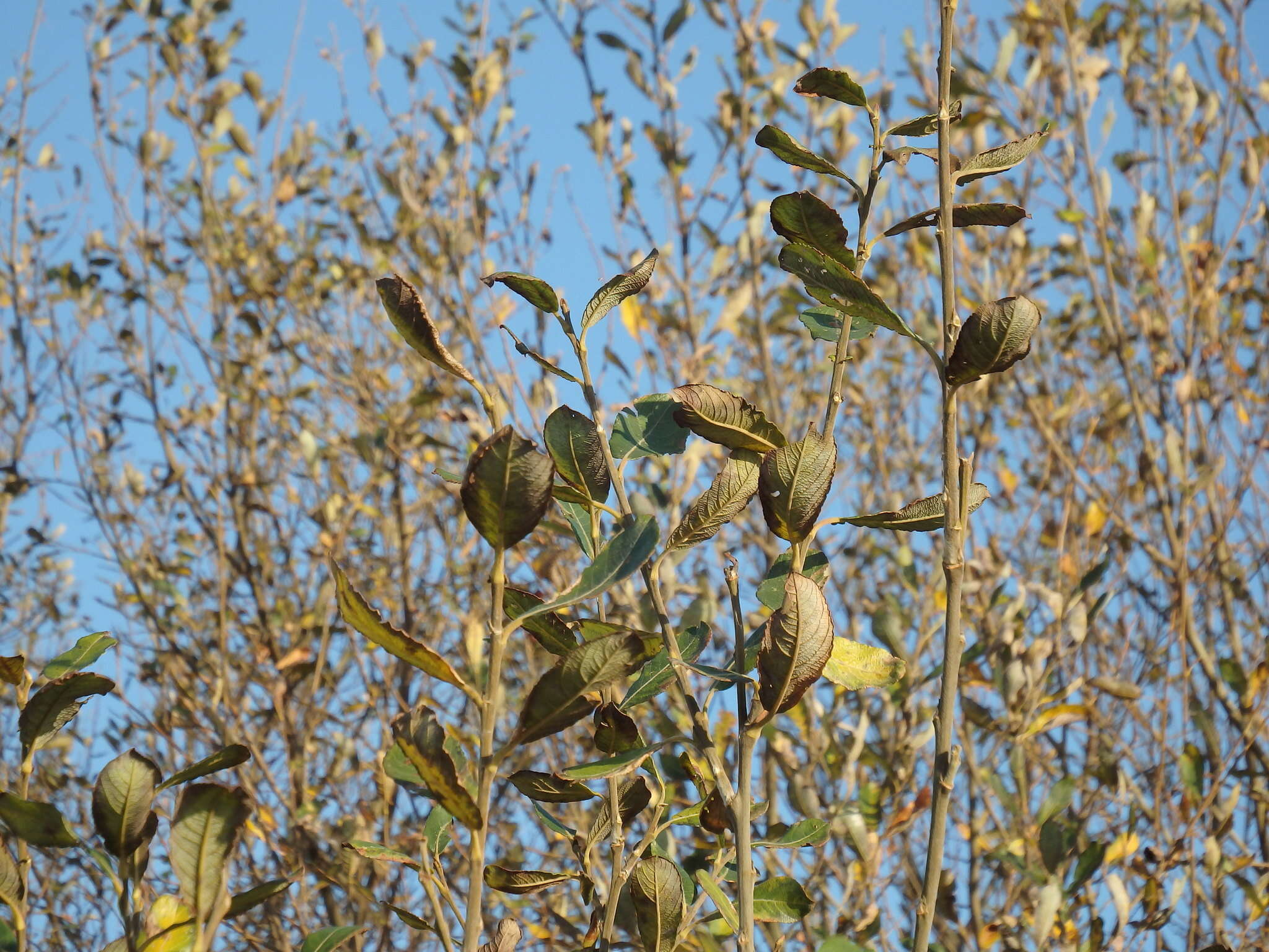 Image de Salix atrocinerea Brot.