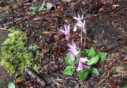 Image of calypso orchid