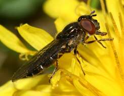 Image of <i>Platycheirus albimanus</i>