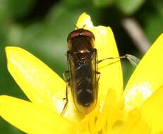 Image of <i>Platycheirus albimanus</i>