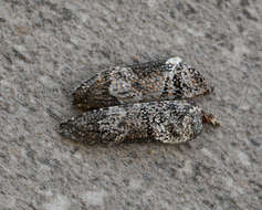 Niphona picticornis Mulsant 1839的图像