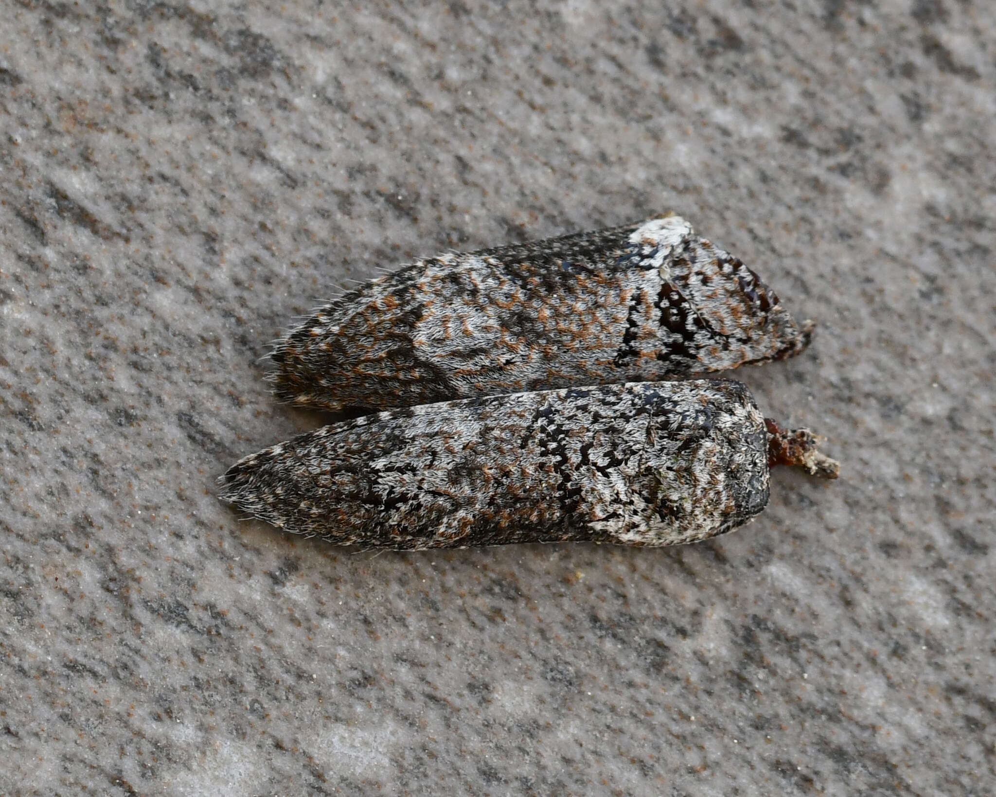 Niphona picticornis Mulsant 1839的图像