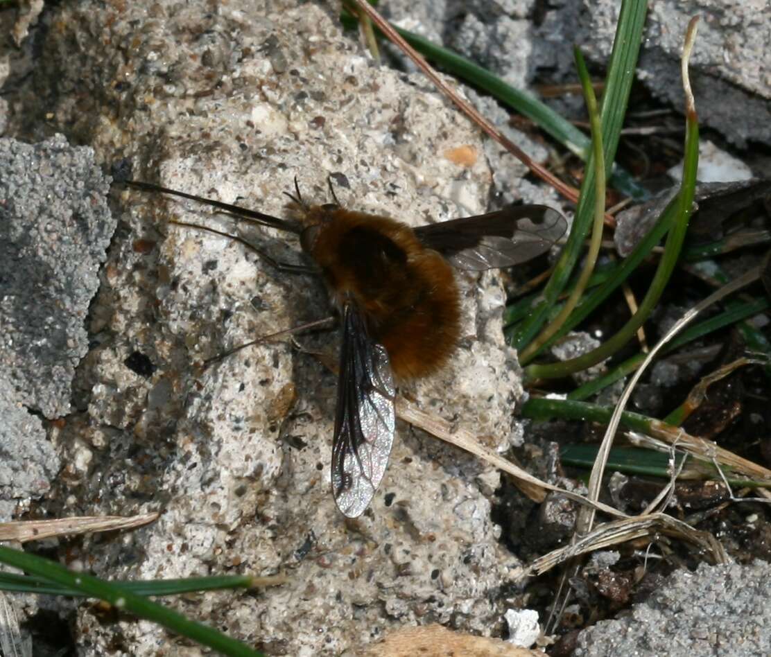 Image of Large bee-fly