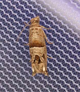 Image of Constricted Sonia Moth