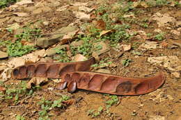 Слика од Pentaclethra macrophylla Benth.