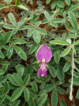 Image of Gray's milkpea