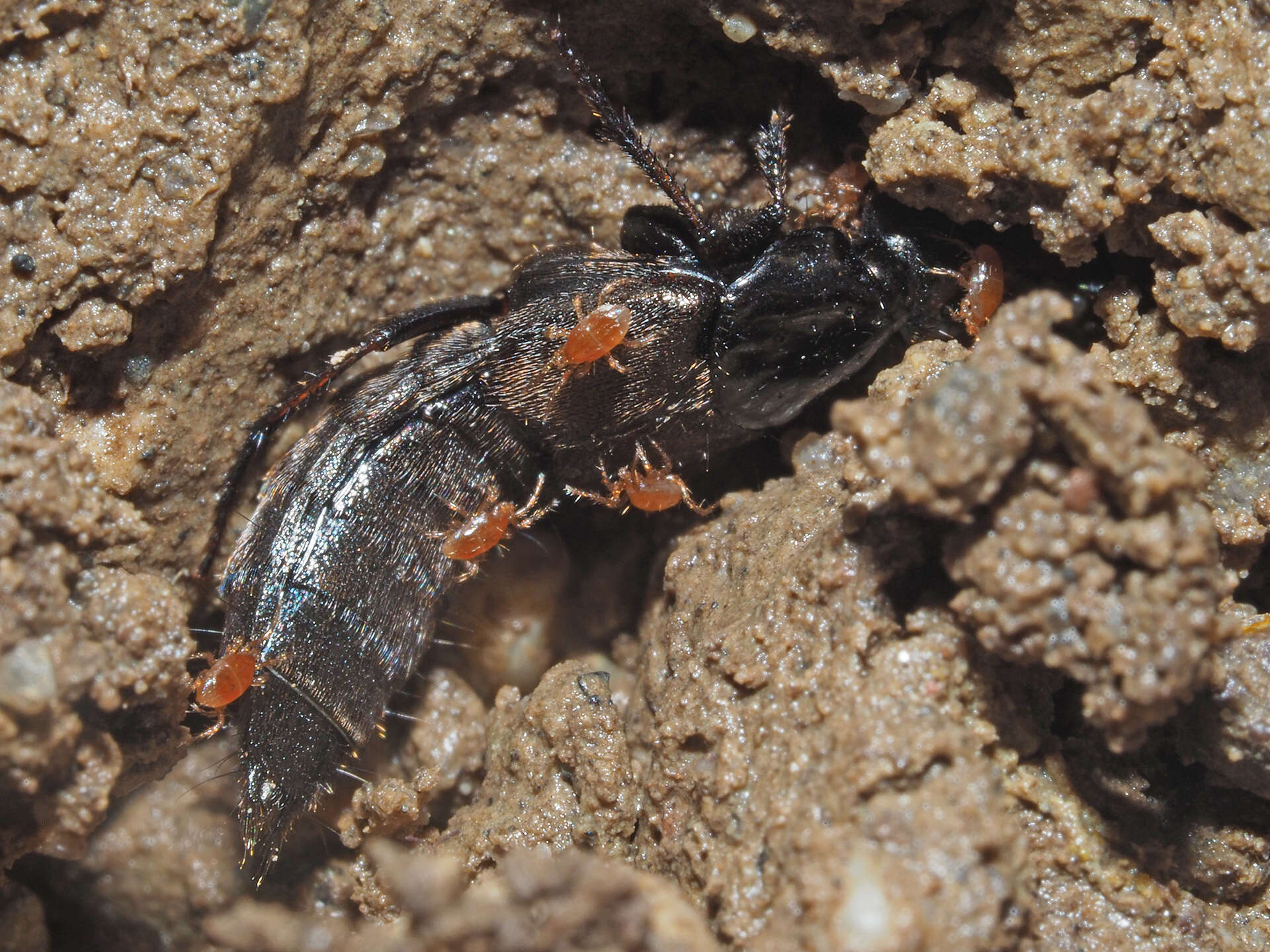 Image of Philonthus (Philonthus) tenuicornis Mulsant & Rey 1853