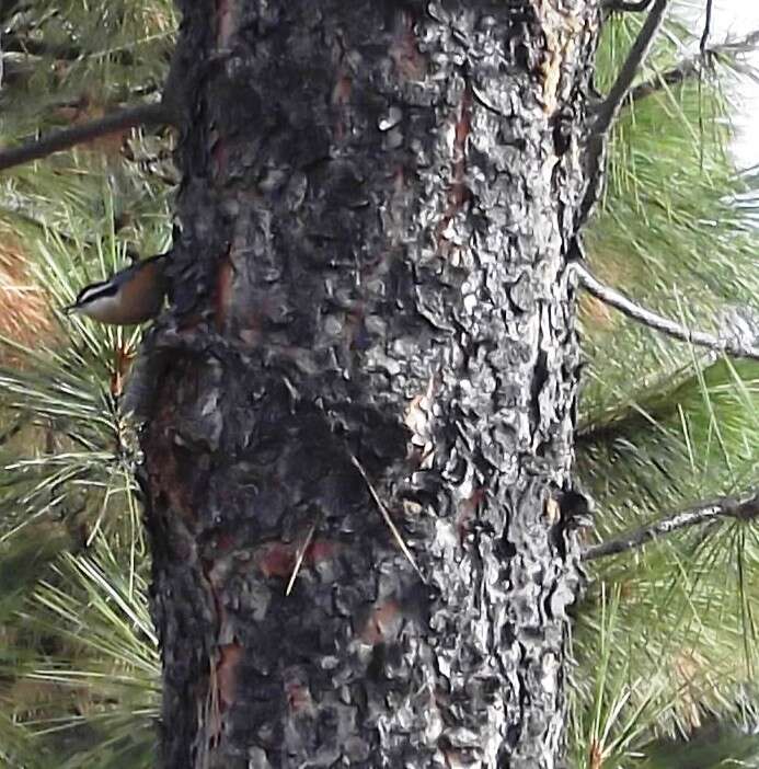 Image of Red-breasted Nuthatch