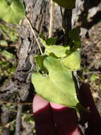 Image of Texas milkvine