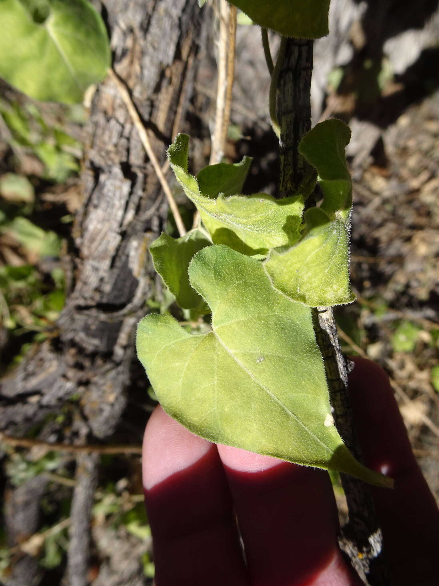 Sivun Matelea producta (Torr.) R. E. Woodson kuva