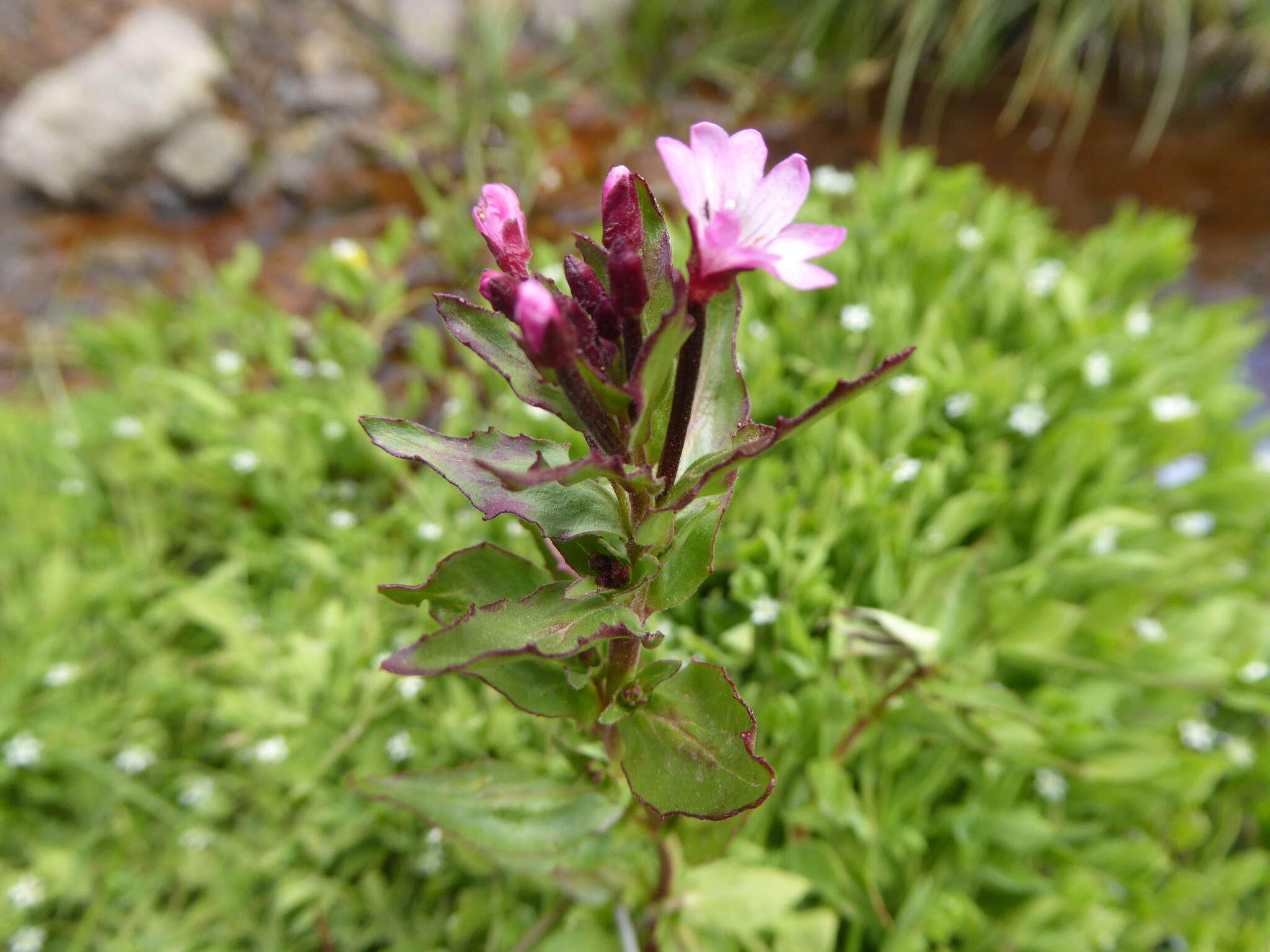 Слика од Epilobium australe Poepp. & Hausskn.