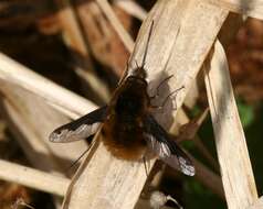 Image of Large bee-fly