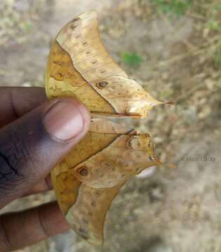 Charaxes varanes vologeses (Mabille 1876)的圖片