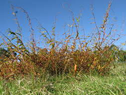 Image of Water-pepper