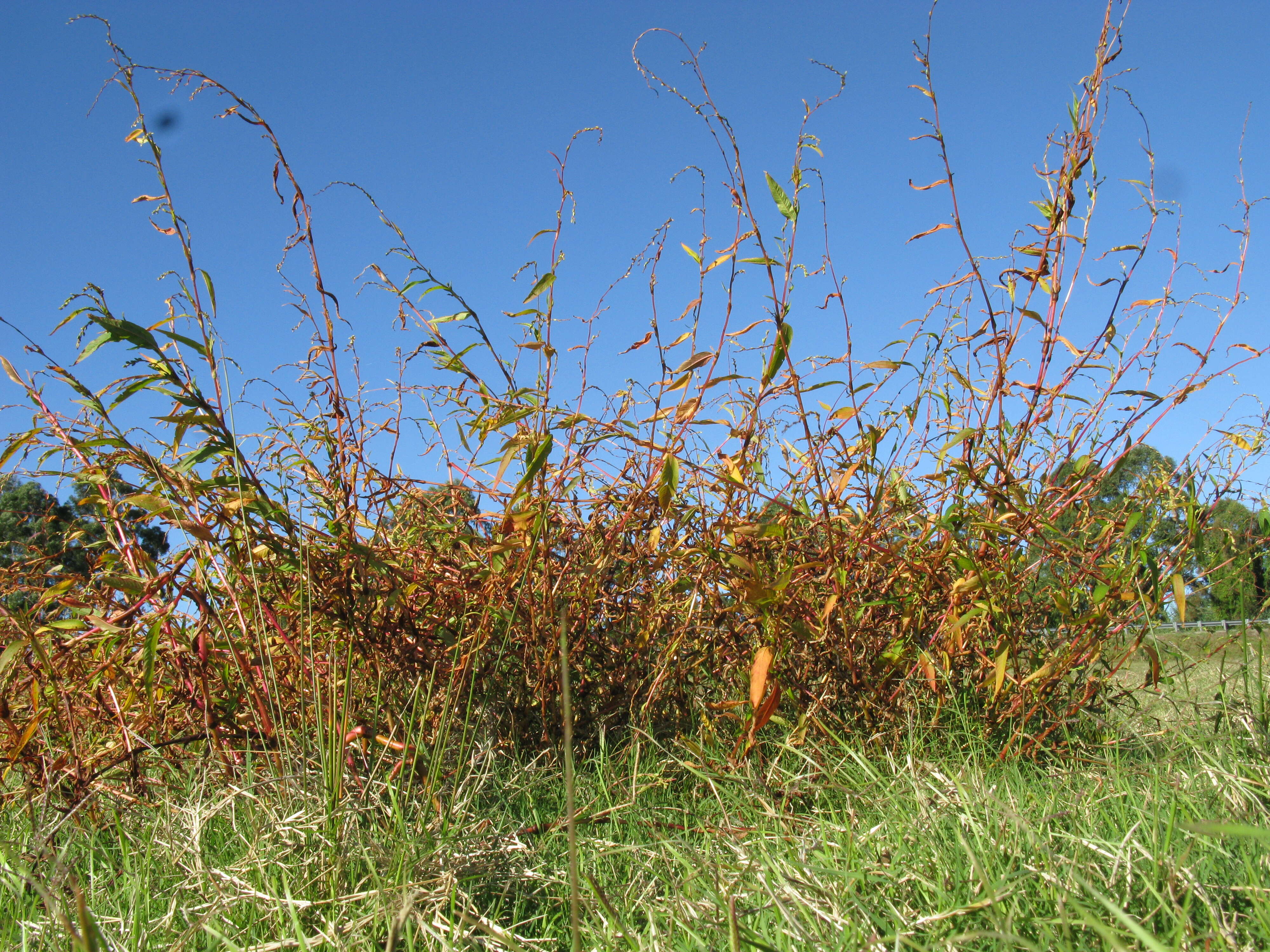 Image of Water-pepper