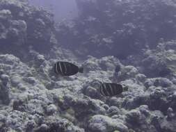 Слика од Zebrasoma veliferum (Bloch 1795)