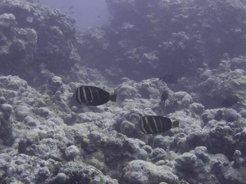Слика од Zebrasoma veliferum (Bloch 1795)