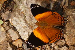 Image of Hypanartia godmanii Bates 1864