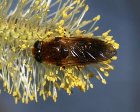 Image of <i>Cheilosia grossa</i>