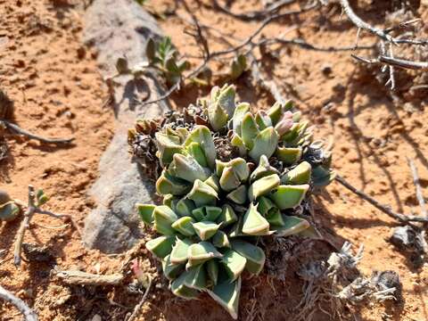 صورة Faucaria bosscheana (Berger) Schwant.