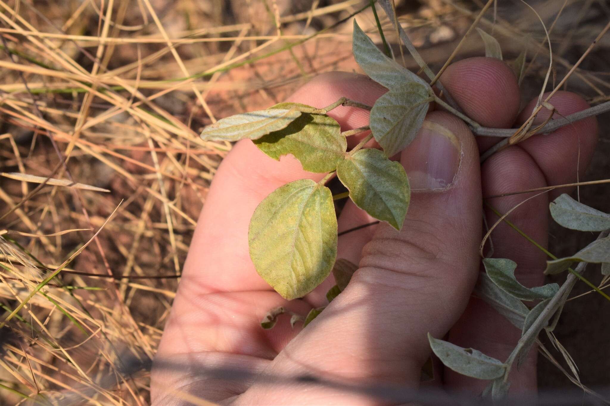 Image of Rhynchosia nitens Harv.