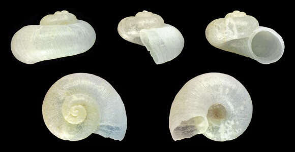 Image of Large Mouthed Valve Snail