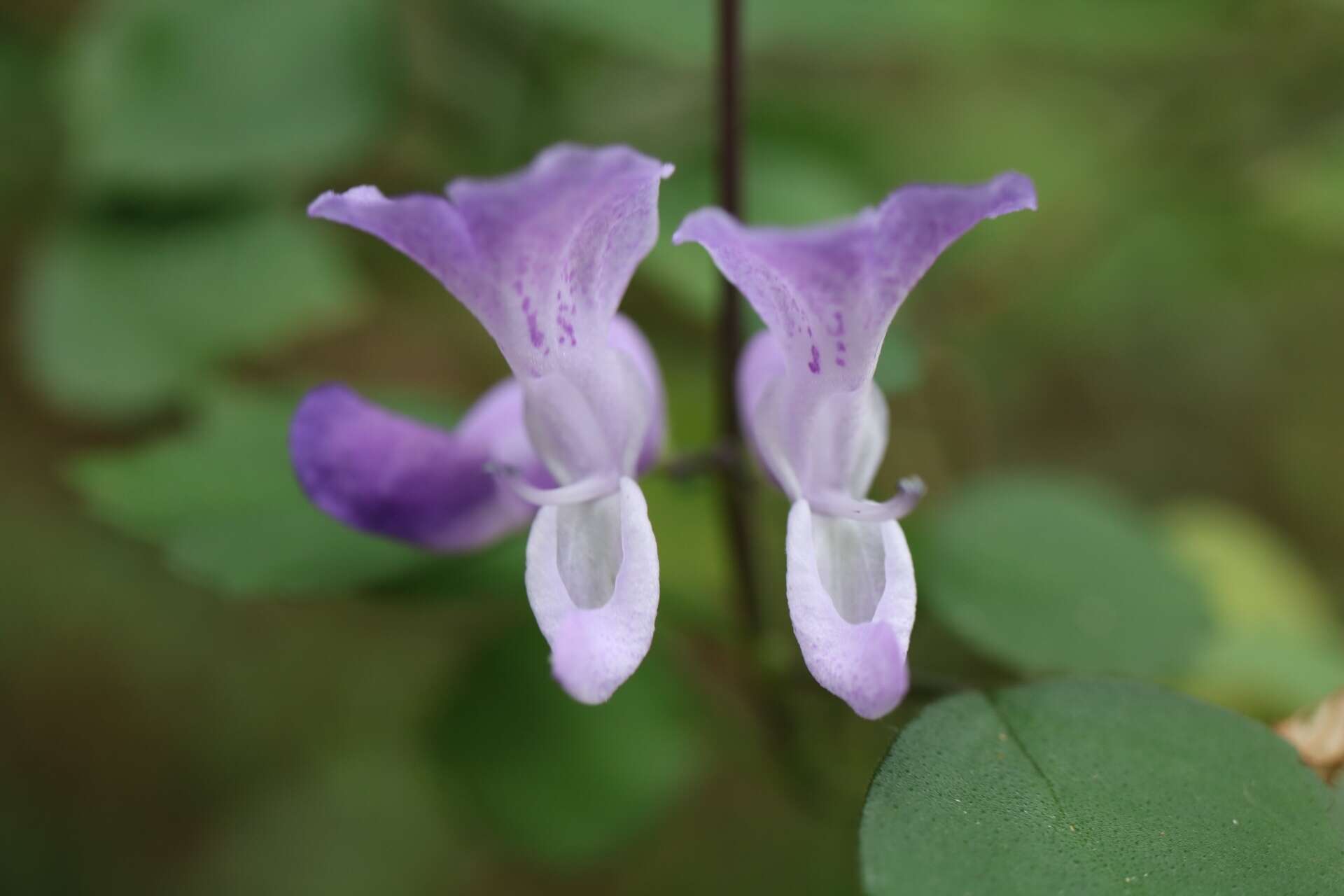 Image de Plectranthus saccatus subsp. pondoensis van Jaarsv. & T. J. Edwards