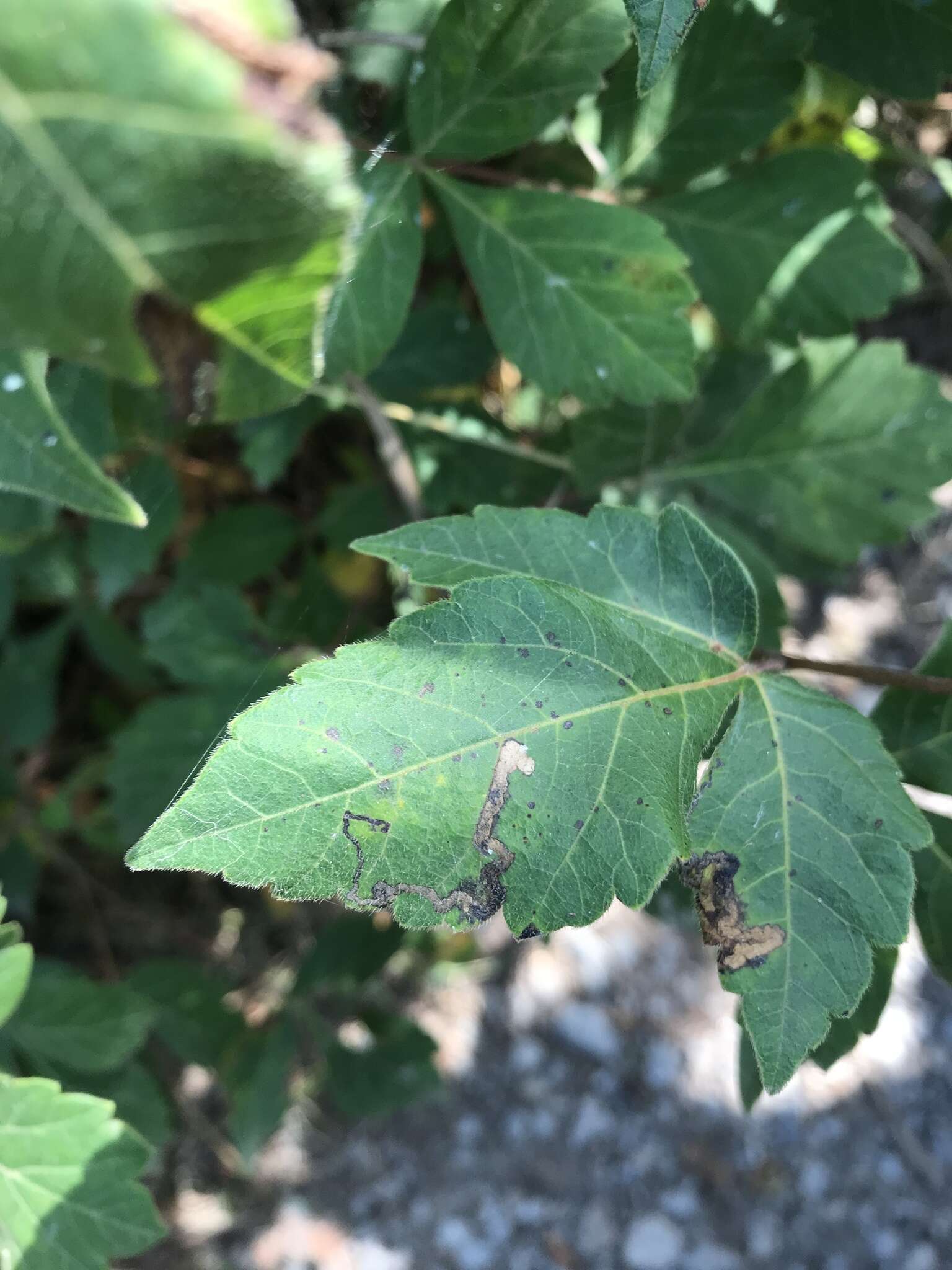 Image of Stigmella intermedia (Braun 1917) Wilkinson et al. 1979