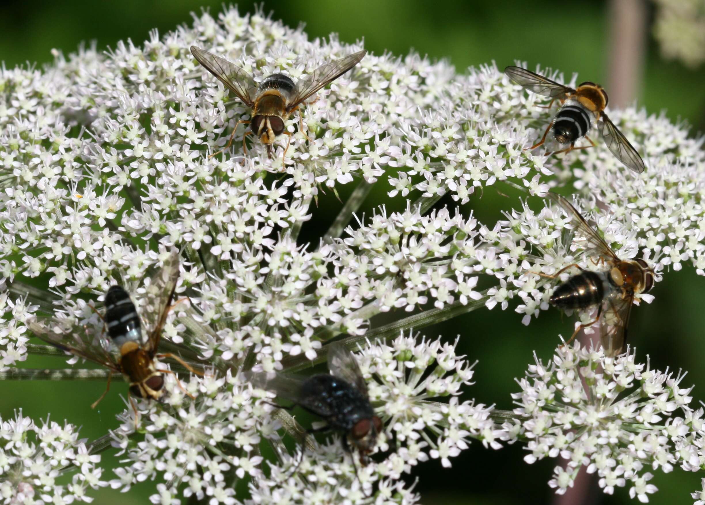 Image of Leucozona glaucia (Linnaeus 1758)