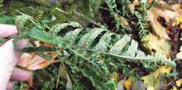 Image of licorice fern