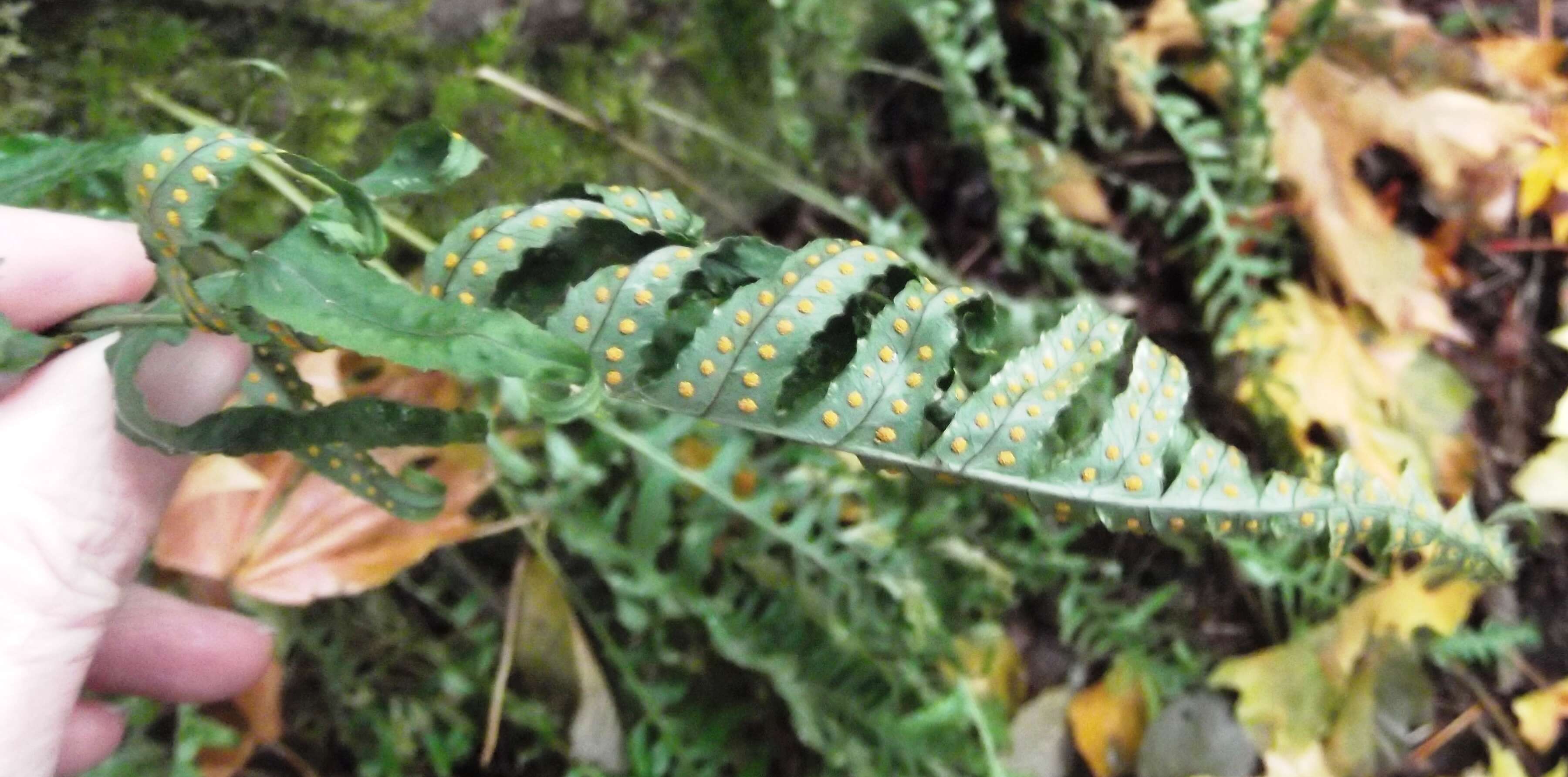 Image of licorice fern