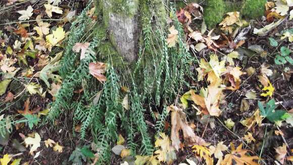 Image of licorice fern